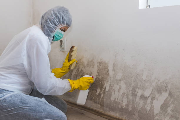 Best Toxic Mold Removal  in Victor, ID
