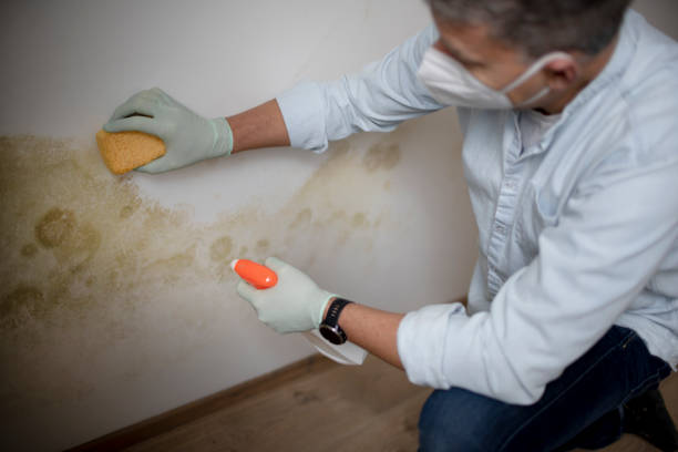 Best Fast Mold Removal  in Victor, ID