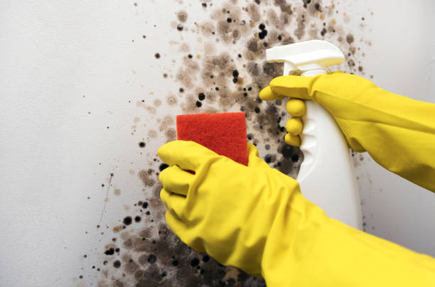 Best Commercial Mold Removal  in Victor, ID